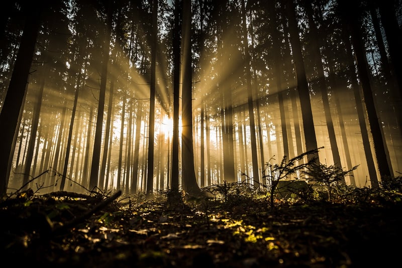 Whimsical Woodland